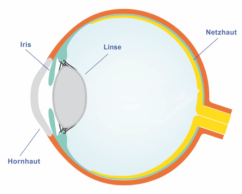Auge Illustration Auge Illustration